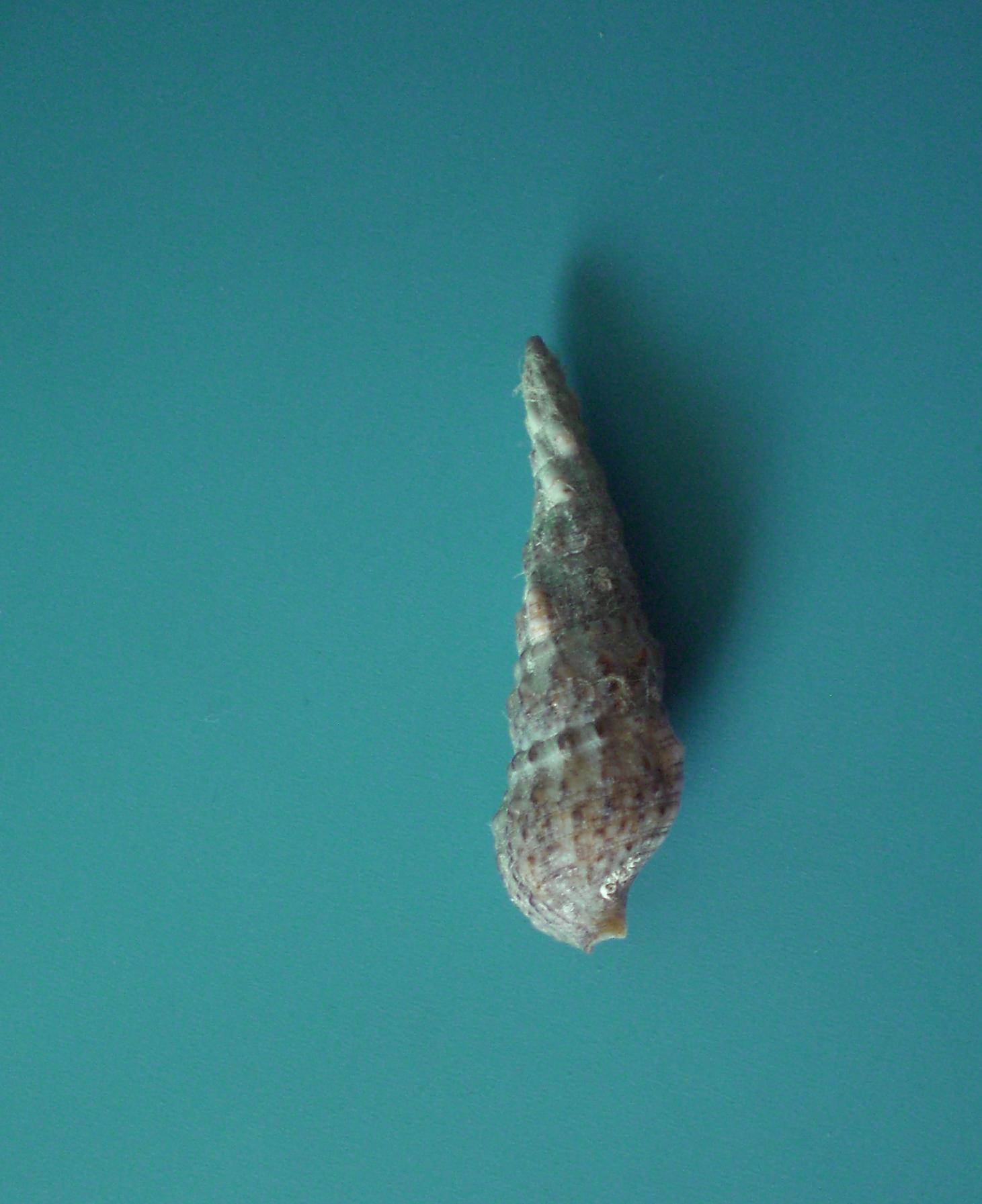 cerithium 2